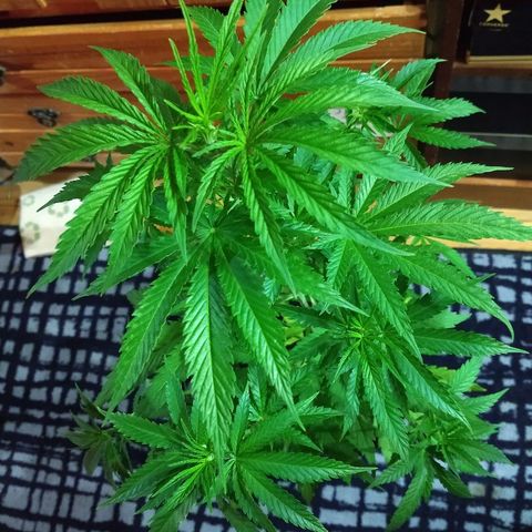 AK47 #1 growlog photo: Ya recuperada del trasplante. Hoy hacemos esquejes