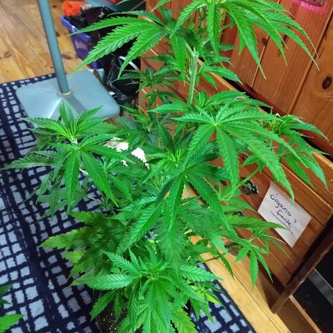 AK47 #1 growlog photo: Ya recuperada del trasplante. Hoy hacemos esquejes