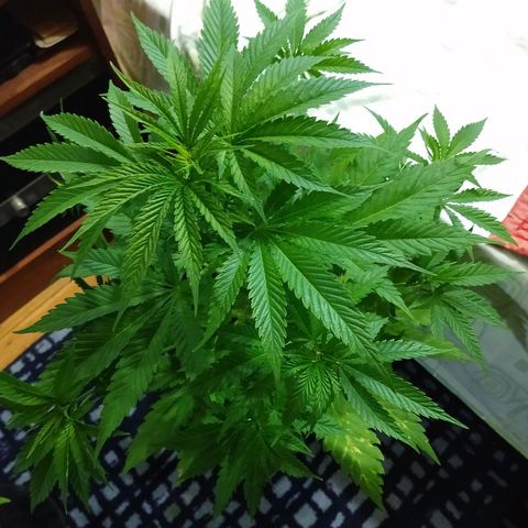 AK47 #2 growlog photo: Hermosa. Hoy salen esquejes