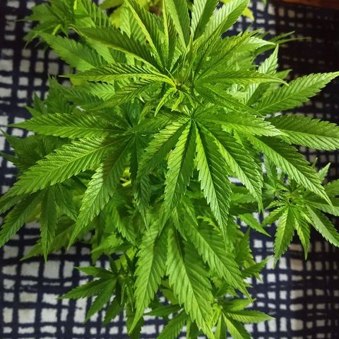 AK47 #2 growlog photo: Hermosa. Hoy salen esquejes