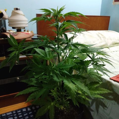 AK47 #2 growlog photo: Hermosa. Hoy salen esquejes