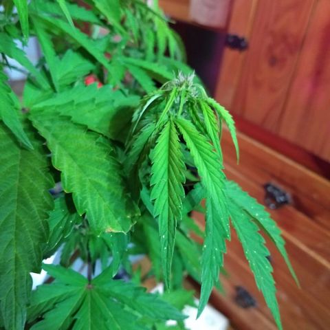 Purple Bud auto growlog photo: Recién fertirregada 