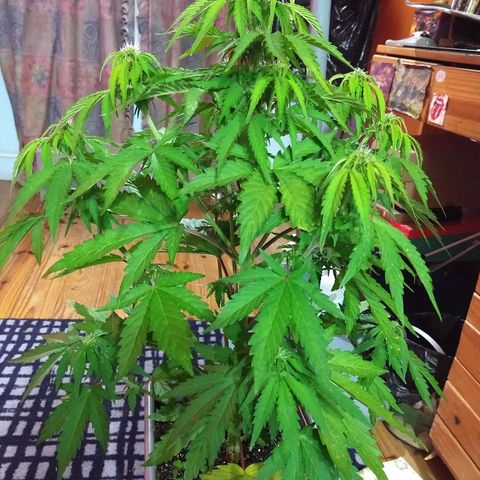 Purple Bud auto growlog photo: Recién fertirregada 
