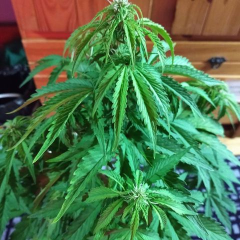 Purple Bud auto growlog photo: Recién fertirregada 