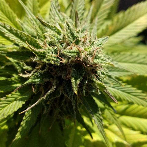 OutLaw growlog photo: Linda 