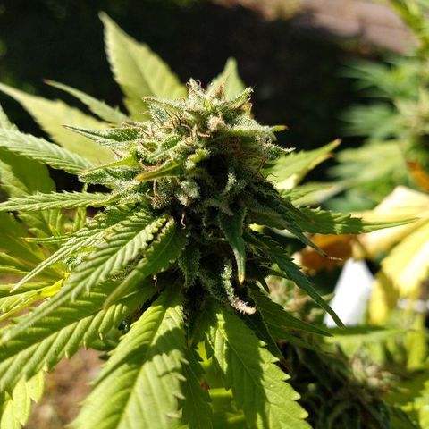 OutLaw growlog photo: Linda 