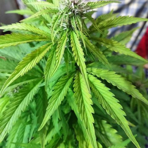 Purple Bud auto growlog photo: Se la ve clarita. Puede ser que tuvo muy cerca las luces. 420 ppm flora 8 gotas de a c d en 1 litro