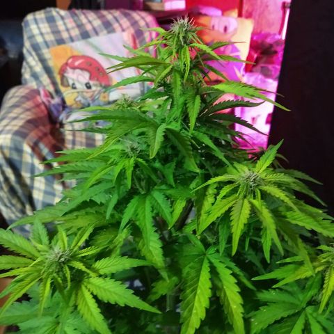 Purple Bud auto growlog timeline photo