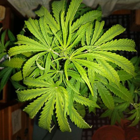 AK47 #1 growlog photo: Fertirregada hoy