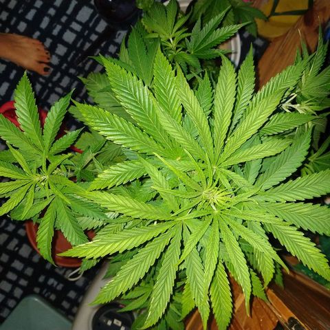 AK47 #2 growlog photo: Fertirregada hoy
