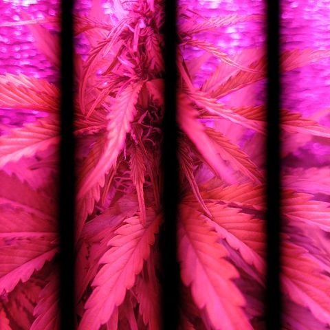 Purple Bud auto growlog photo: Florando