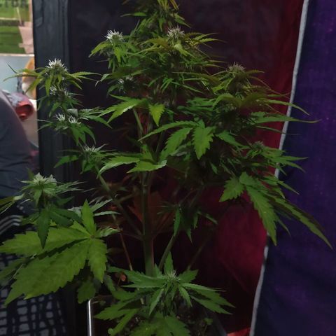 Purple Bud auto growlog photo: Podada