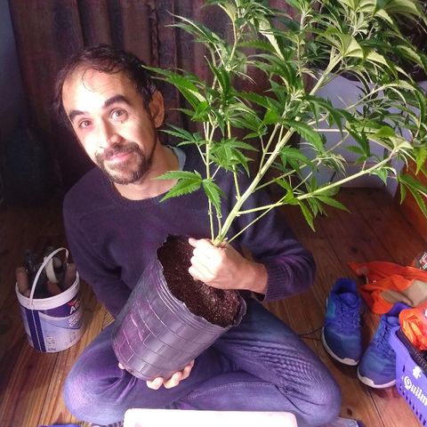 AK47 #2 growlog photo: Trasplante con muchas raíces