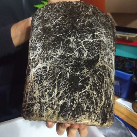 AK47 #2 growlog photo: Trasplante con muchas raíces