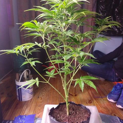 AK47 #2 growlog photo: Trasplante con muchas raíces