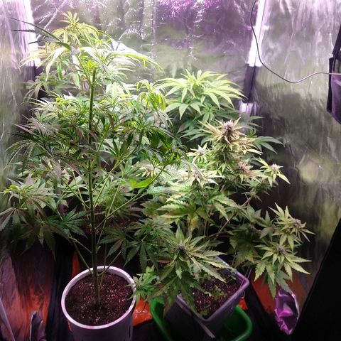 AK47 #1 growlog photo: Bella carpita