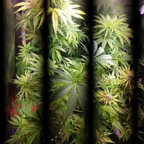 AK47 #1 growlog photo: Bella carpita