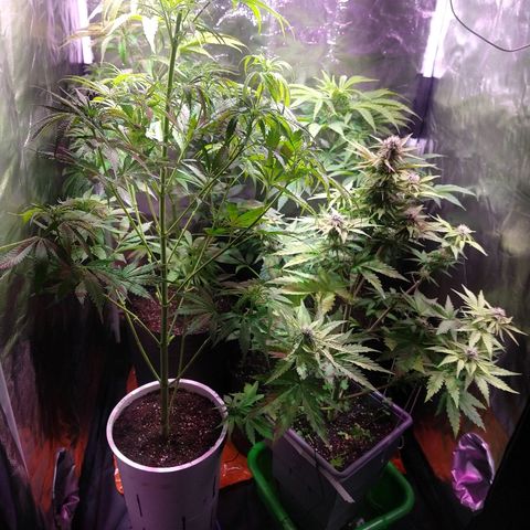 AK47 #1 growlog photo: Bella carpita