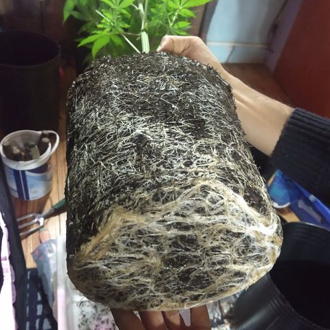AK47 #1 growlog photo: Trasplante lleno de raíces