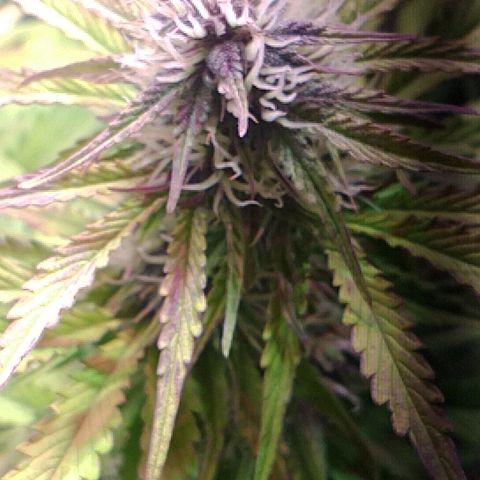Purple Bud auto growlog photo: Floreciendo bella