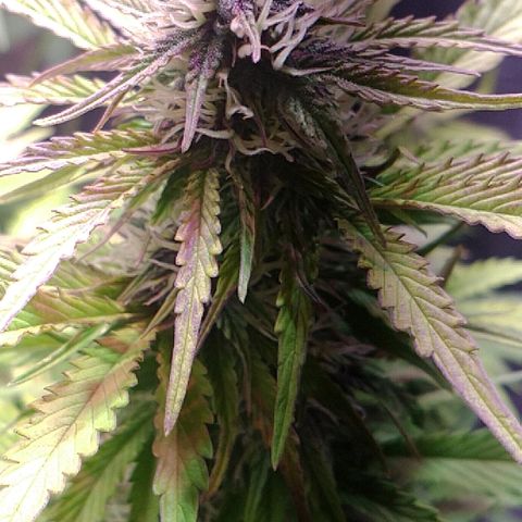 Purple Bud auto growlog photo: Floreciendo bella