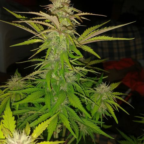 Purple Bud auto growlog photo: Floreciendo bella