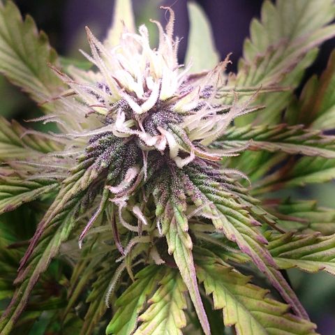 Purple Bud auto growlog photo: Floreciendo bella