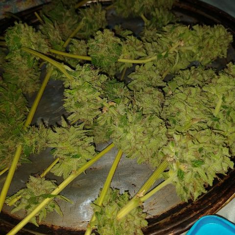 OutLaw growlog photo: Manicureando