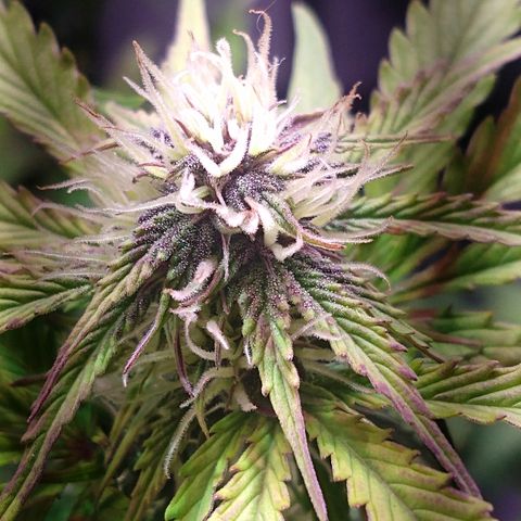 Purple Bud auto growlog timeline photo