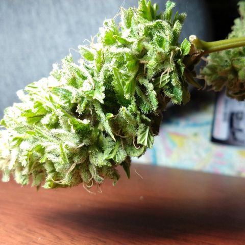 OutLaw growlog photo: Manicureando