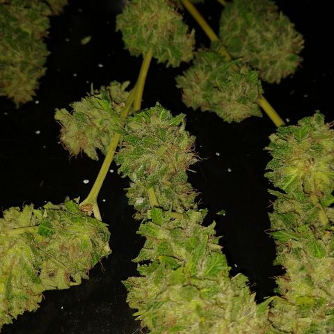 OutLaw growlog photo: Manicureando