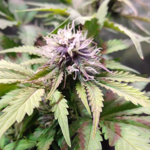 Purple Bud auto growlog photo: Se ve muy bella