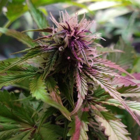 Purple Bud auto growlog photo: Se ve muy bella