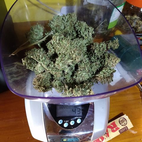 OutLaw growlog photo: Va al frasco 🥰👏🏼😋