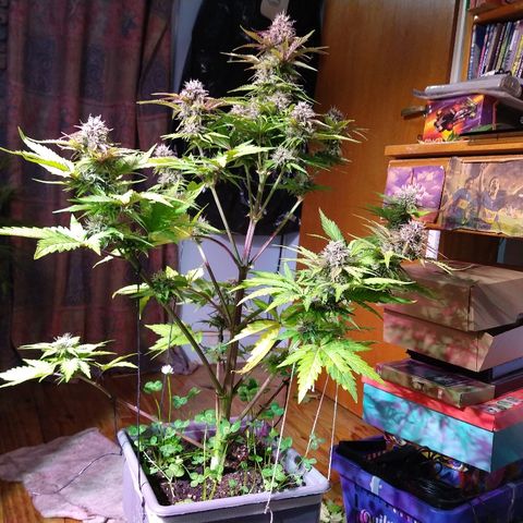 Purple Bud auto growlog photo: Linda la purple