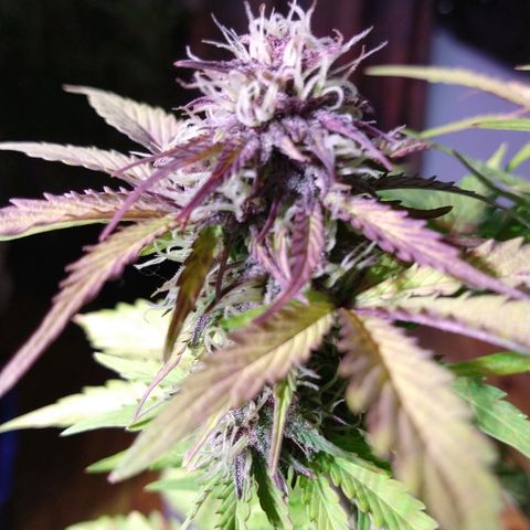 Purple Bud auto growlog photo: Linda la purple