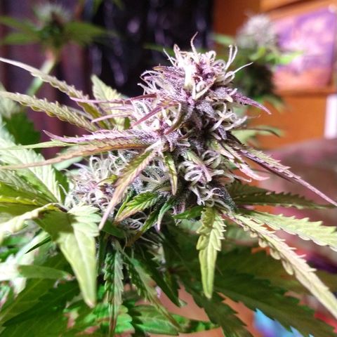 Purple Bud auto growlog photo: Linda la purple