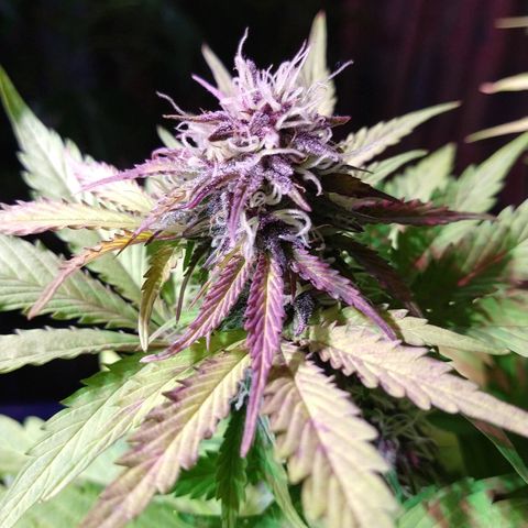 Purple Bud auto growlog photo: Linda la purple