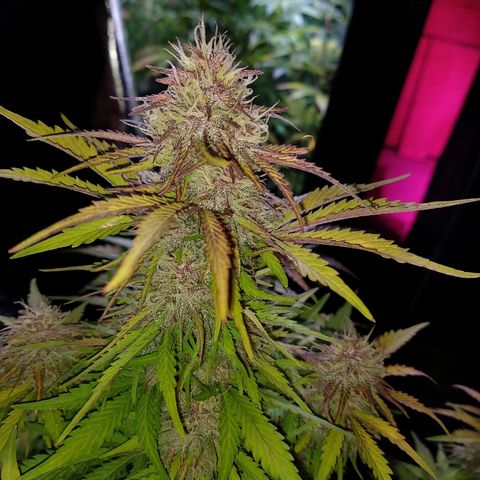 Purple Bud auto growlog photo: Linda la purple