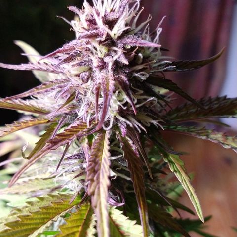 Purple Bud auto growlog photo: Linda la purple