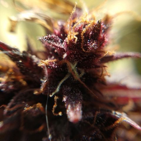 Purple Bud auto growlog photo: De día estuvo afuera y a la noche la cortamos ✂️