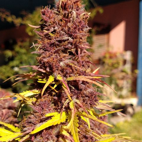 Purple Bud auto growlog photo: De día estuvo afuera y a la noche la cortamos ✂️