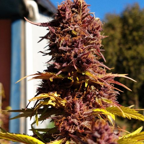 Purple Bud auto growlog photo: De día estuvo afuera y a la noche la cortamos ✂️