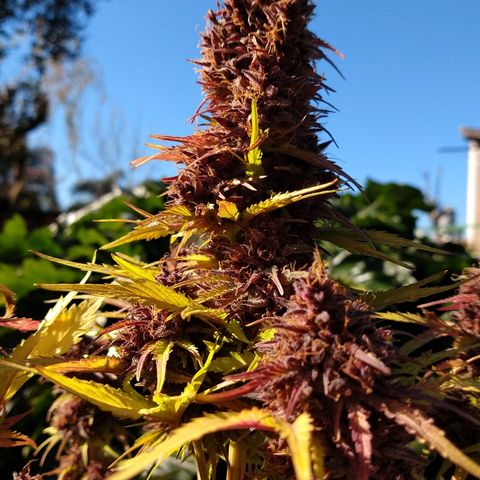 Purple Bud auto growlog photo: De día estuvo afuera y a la noche la cortamos ✂️