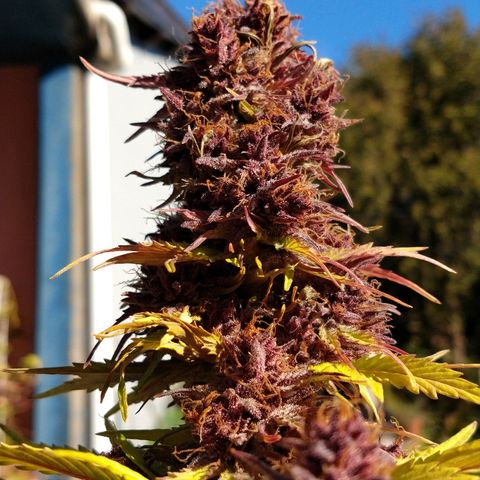 Purple Bud auto growlog photo: De día estuvo afuera y a la noche la cortamos ✂️