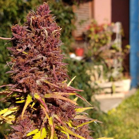 Purple Bud auto growlog photo: De día estuvo afuera y a la noche la cortamos ✂️
