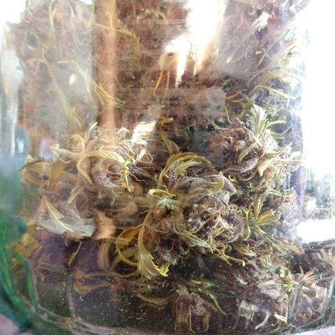 Purple Bud auto growlog photo: Enfrascamos