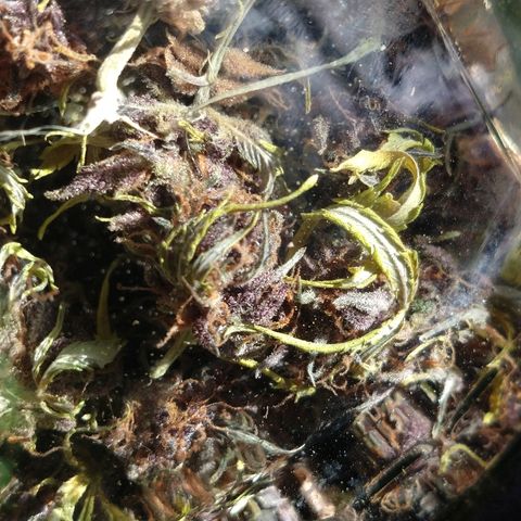 Purple Bud auto growlog photo: Enfrascamos