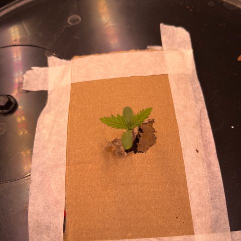 Fancy Donrouch growlog timeline photo