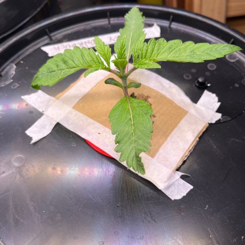 Fancy Donrouch growlog timeline photo